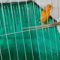 قناری نر پرتغالی مست