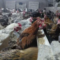 مرغ محلی تخم گذار معاوضه و فروش