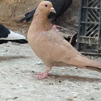 ماده زردضمانت مخ پریده