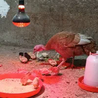 بوقلمون و جوجه بهترین نژاد|حیوانات مزرعه|بروجرد, |دیوار