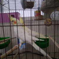 عروس هلندی ۱. ساله شرط تخم جوجه فروش فوری|پرنده|لالی, |دیوار