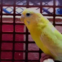 سه جفت مرغ عشق|پرنده|اهواز, کیان اباد|دیوار