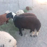 فروش قوچ جوان و بره گوشتی|حیوانات مزرعه|شادگان, |دیوار