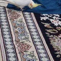 لوتینو عروس هلندی گمشده شریعتی شمالی کوچه ۹۸|حیوانات|خمینی‌شهر, |دیوار