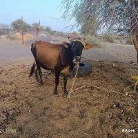 فروش یک راس گاو و گوساله نر