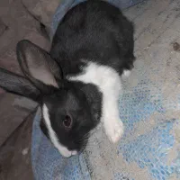 خرگوش خوشگل معاوضه ای|موش و خرگوش|خاش, |دیوار