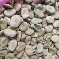 باقالی محصول امسالم تازه چیده شده و خرمن شده