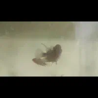 ماهی فلاور هورن تعداد زیاد 20هزار الی 300هزار|ماهی|مشهد, رسالت|دیوار