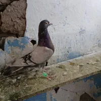 کاغذی ماده خطی|پرنده|قزوین, |دیوار