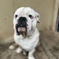 سگ انگیش بولداگ نر جهت جفت گیری