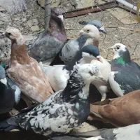 کبوتر پرشی|پرنده|تاکستان, |دیوار