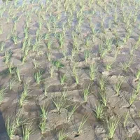 برنج هاشمی،سرلاشه هاشمی،طارم