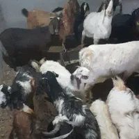 بز و بزقاله