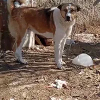 سگ گله ای دورگه