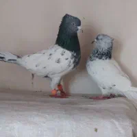 کبوتر یک جفت کله سبز