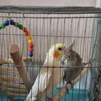 یک جفت عروس هلندی