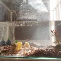 آکواریوم با پمپ اکسیژن و ۷تا ماهی مفت|ماهی|کرمان, |دیوار