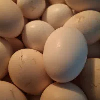 تخم مرغ محلی