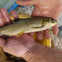 بچه ماهی کپور