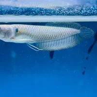 ماهی آروانا