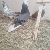 کبوتر