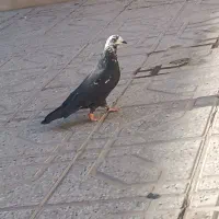 کبوتر|پرنده|سیرجان, |دیوار