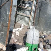 ملقی وگوک|پرنده|بافت, |دیوار