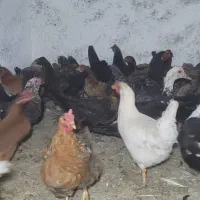 فروش ۴۰تامرغ لری