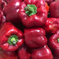 پابریکا|خوردنی و آشامیدنی|تهران, مخصوص|دیوار