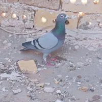 کبوتر یاکفتر
