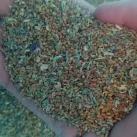 بذر یونجه گرمسیری