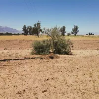 زمین صنعتی کشاورزی مرغداری گاوداری باغ پسته