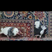 کفتر|پرنده|حبیب آباد, |دیوار