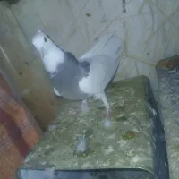 کبوتر طوقی عطیقه|پرنده|فارسان, |دیوار