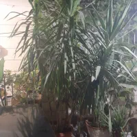 انواع گل یوکابابا آدم کاج مطبق شفلرا پرنده‌ بهشتی|گل و گیاه طبیعی|کرج, کمال‌شهر|دیوار