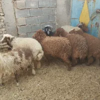 بره نره وماده|حیوانات مزرعه|بندر ماهشهر, |دیوار