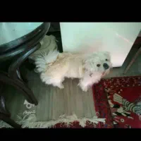 دوقلاده سگ خانگی بانژاد