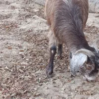 بز دوقلوزا|حیوانات مزرعه|میاندوآب, |دیوار