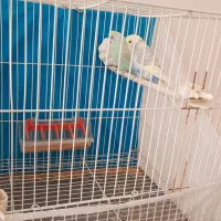 مرغ عشق با قفس