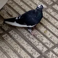 ۴تا کفتر جوجه