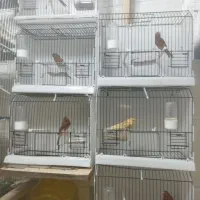 سهر قناری