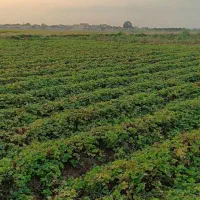 توت فرنگی کاماروس|خدمات باغبانی و درختکاری|خان ببین, |دیوار