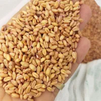 فلوریدا بذر گندم