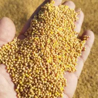 ارزن اوکراینی ومحلی|لوازم جانبی حیوانات|آفتاب, |دیوار