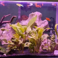 اکواریوم شیشه خم پلنت ماهی گوپی کت فیش گیاه طبیعی