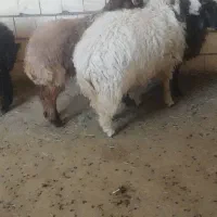 گوسفند نر جهت فروش