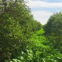 باغچه|فروش زمین و ملک کلنگی|دزفول, |دیوار