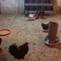 مرغ و خروس گلپایگان|حیوانات مزرعه|فلاورجان, |دیوار