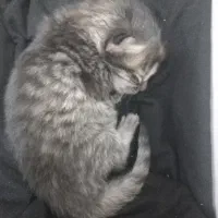 واگذاری رایگان نوزاد گربه