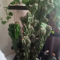 کاکتوس صخره ای